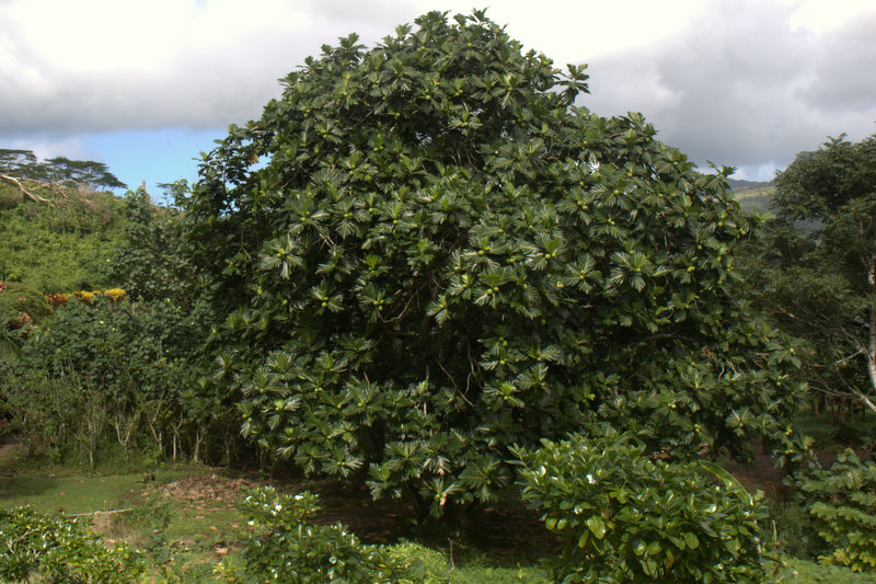 breadfruit trees